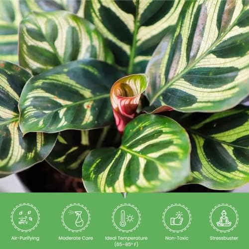 Calathea Makoyana in White Pot Cover, 6-Inch Indoor Plant J999652