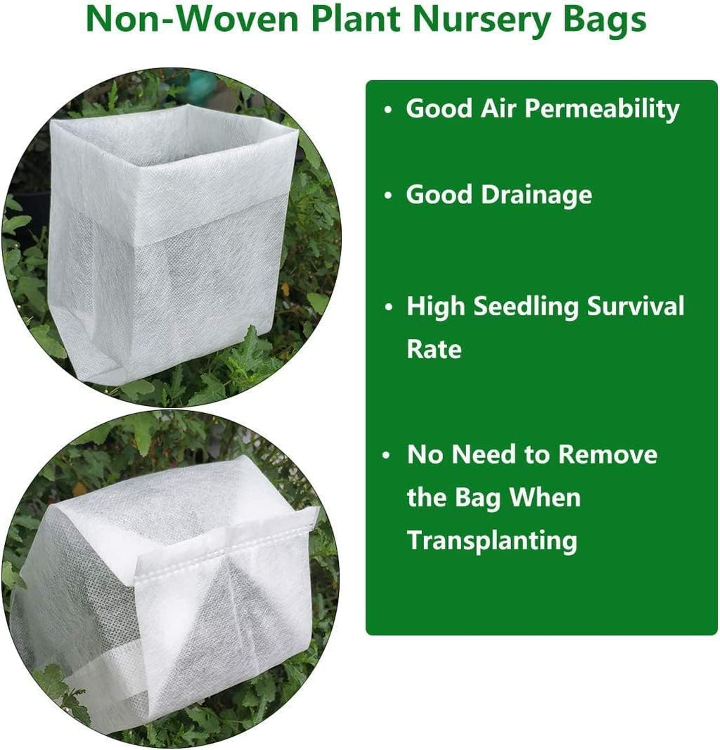 Heavenly Bamboo Live Plant (1 QT) T2969