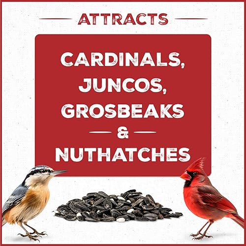 Wild Bird Seed for Outside Feeders, High-Protein, No-Hull, No-Waste, 15-lb Bag Q46704