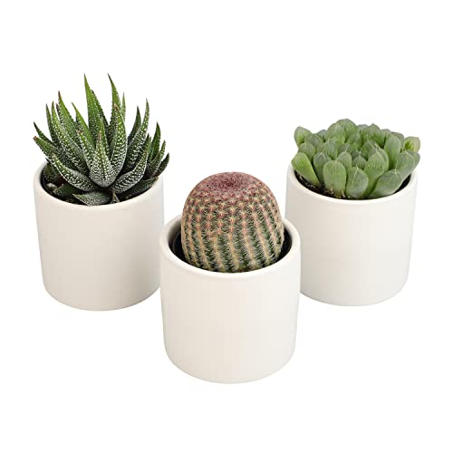 Succulent Plants in Pot Set (3 Pack), Indoor Live Houseplants I7526