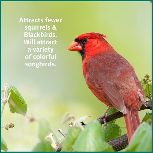 Wild Bird Seed for Outside Feeders, High-Protein, No-Hull, No-Waste, 15-lb Bag Q46704