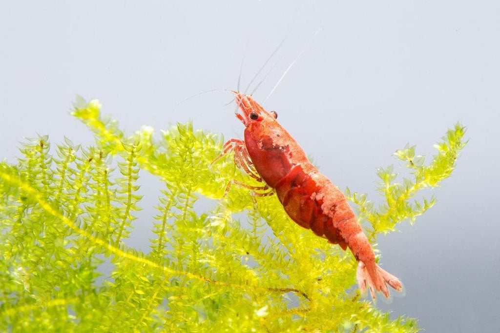 Red Cherry Shrimp Freshwater Aquarium 1/4 to 1/2 Inch U24932