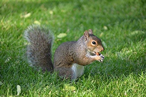Extra Large Virginia Peanuts for Animals, 25 LBS E776730