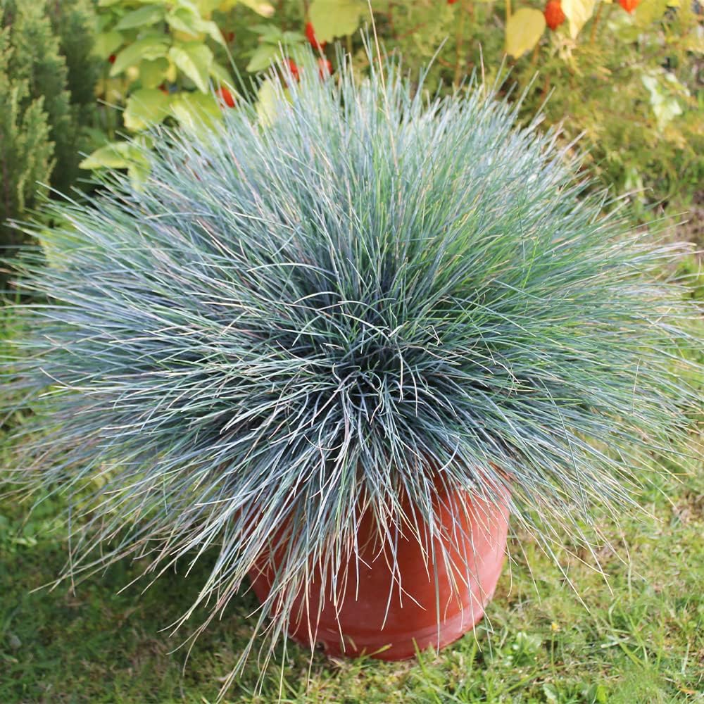 Blue Fescue Ornamental Grass Seeds, Perennial Ground Cover G56149
