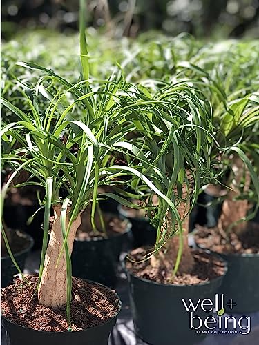 Ponytail Palm Live Houseplant in Growers Pot Z600