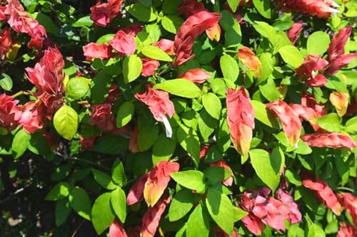 2 Red Shrimp Plants, 3-5 in Tall, Live Potted C452