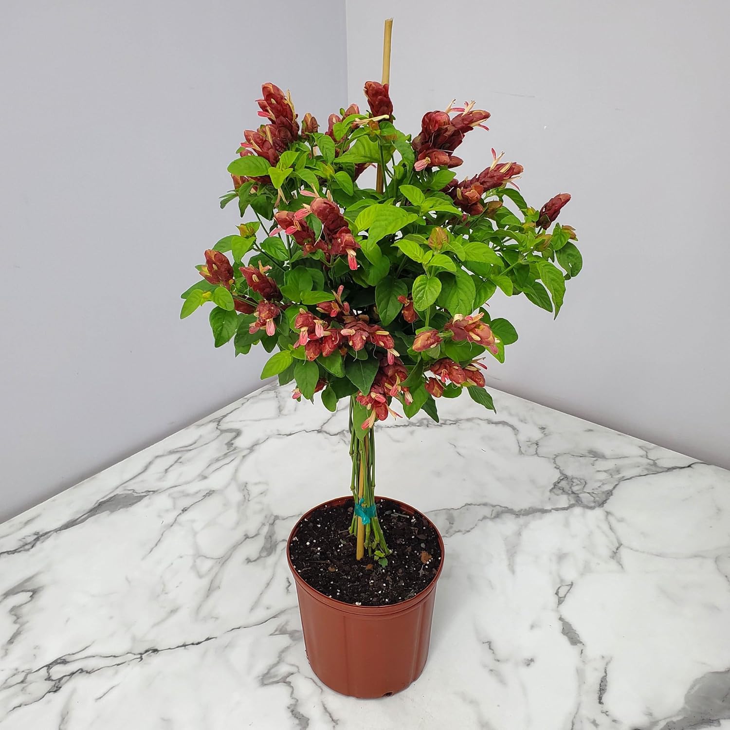 Braided Shrimp Tree Red Flowers 36-42 in Tropical Plant B44310