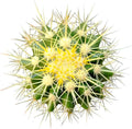 Golden Barrel Cactus (2 inch) - Assorted Live Healthy Unique - Succulents Plants Live, Succulent Plants Fully Rooted, House Plant for Home Office Decoration, DIY Projects