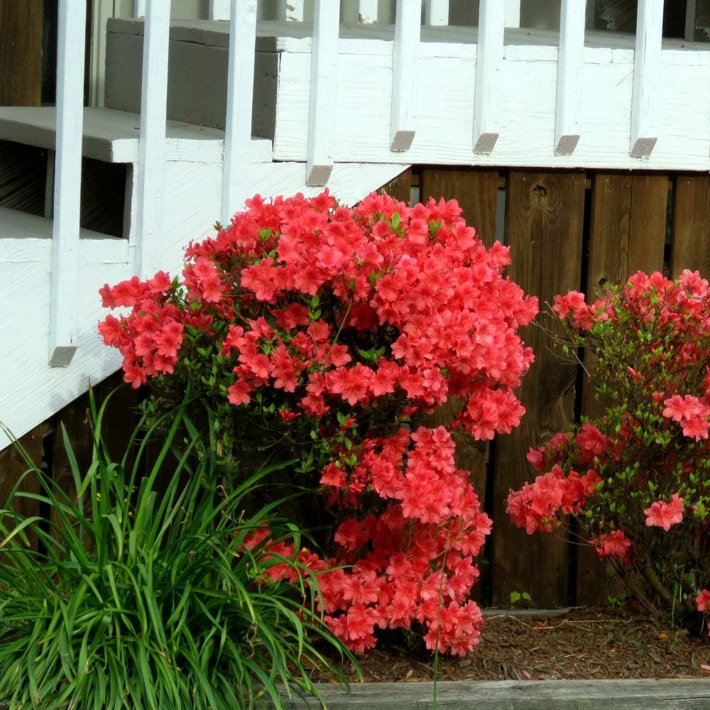 Autumn Embers Azalea - 1 Piece J374589