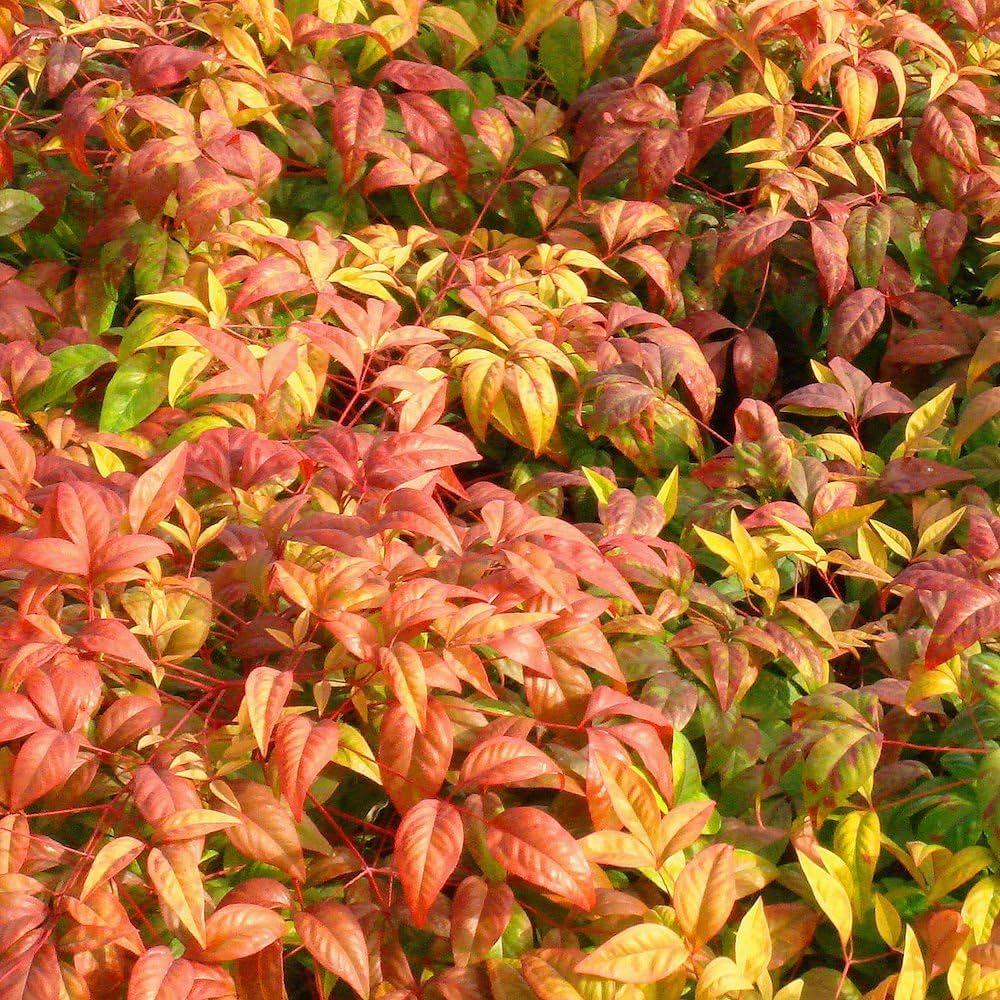 Nandina Firepower Evergreen Plant, 3 Quart Pot F84730