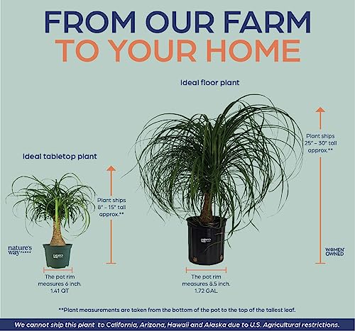 Ponytail Palm Live Houseplant in Growers Pot Z600