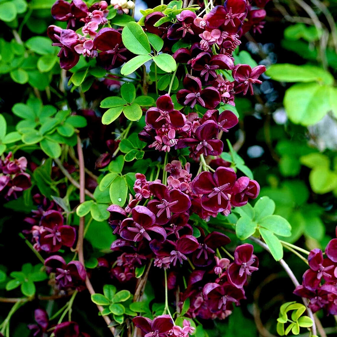 Chocolate Vine Seeds 3-Leaf Hardy Fruit Flower Climber 40 Seeds Y821895