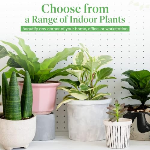 Calathea Makoyana in White Pot Cover, 6-Inch Indoor Plant J999652