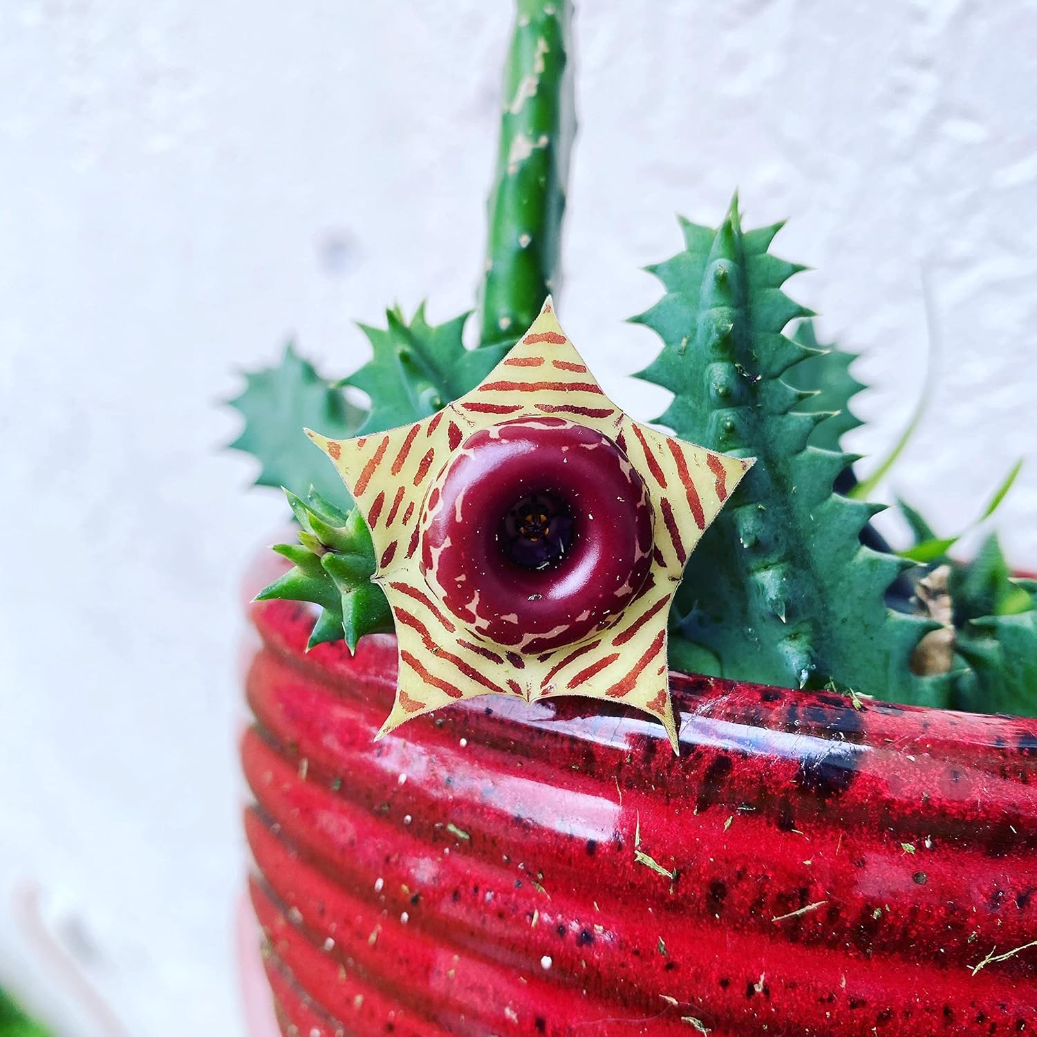 Cactus Succulent Live Plant in 4 Inch Pot W7922