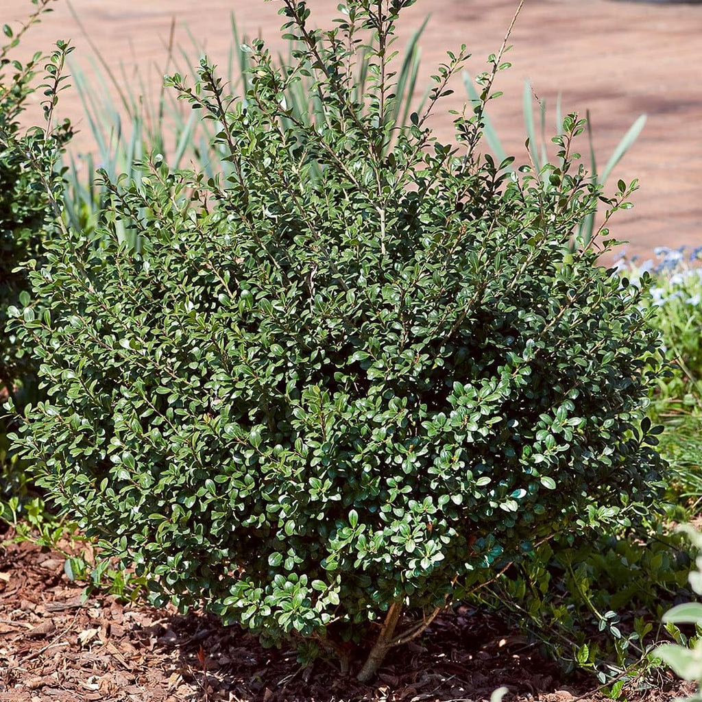 Japanese Holly Ilex Evergreen Shrub (2.5 Quart) M699