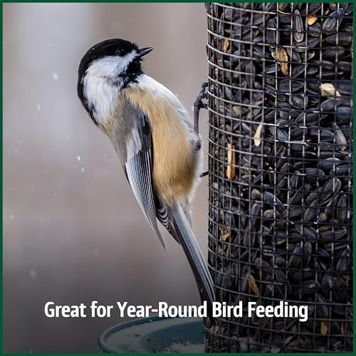 Wild Bird Seed for Outside Feeders, High-Protein, No-Hull, No-Waste, 15-lb Bag Q46704
