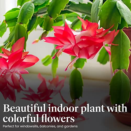 Christmas Cactus Live Indoor Houseplant 6-Inch Pot Y4688