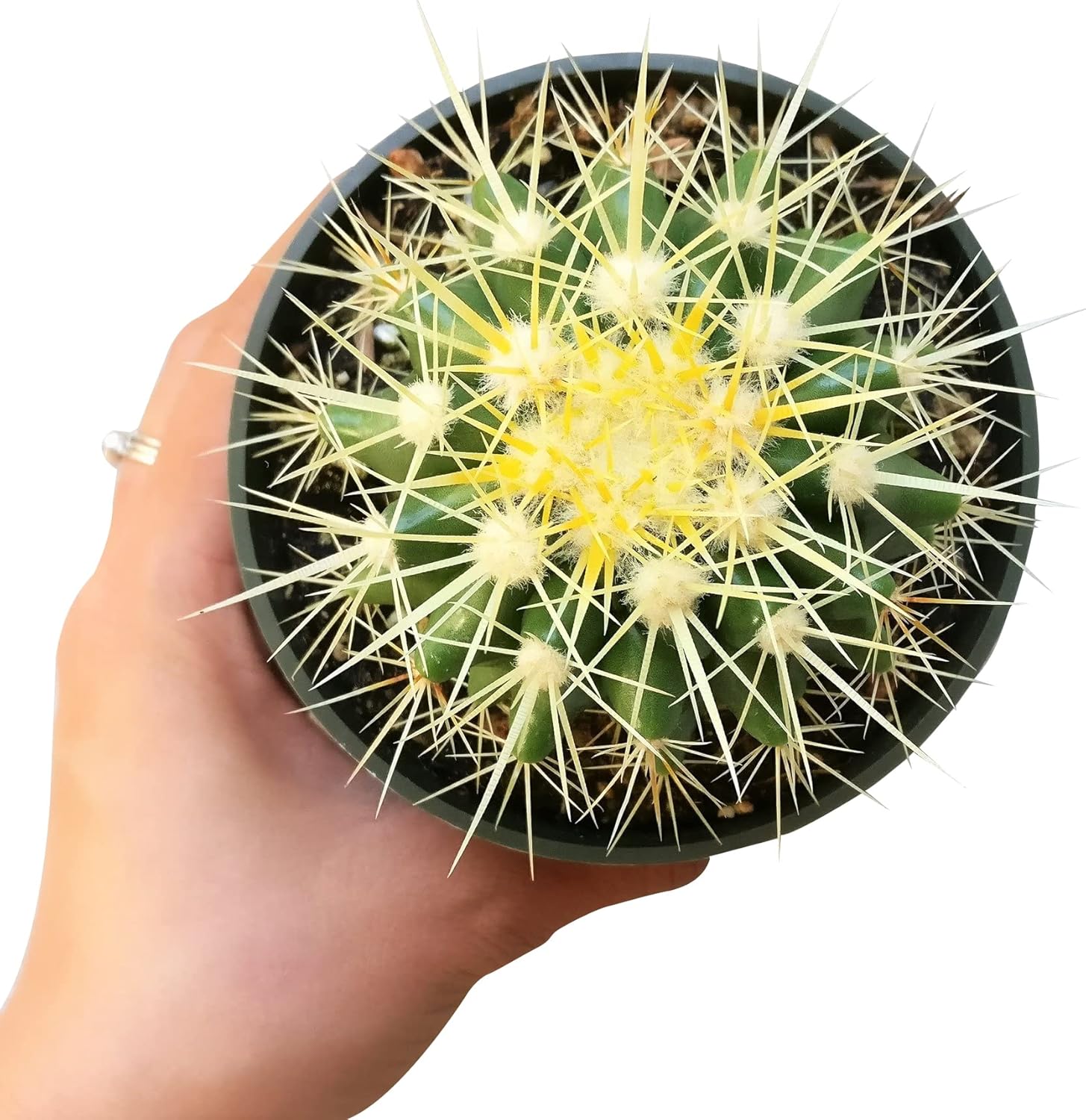 Cactus Succulent Plant (2 inch) Live Fully Rooted for Home Office Decoration V5706