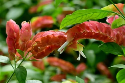 2 Live Shrimp Plants, Yellow Shrimp Plant, 5 Inches Tall Seedling O21559