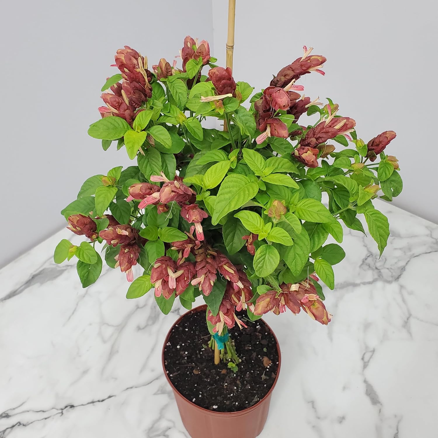 Braided Shrimp Tree Red Flowers 36-42 in Tropical Plant B44310