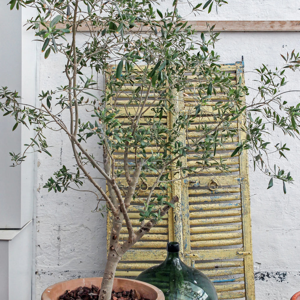 Live Olive Tree in Grower Container I951