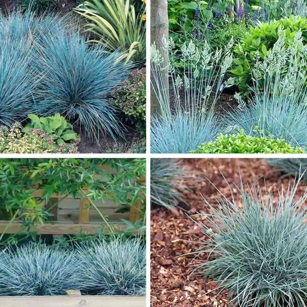 Blue Fescue Ornamental Grass Seeds, Perennial Ground Cover G56149