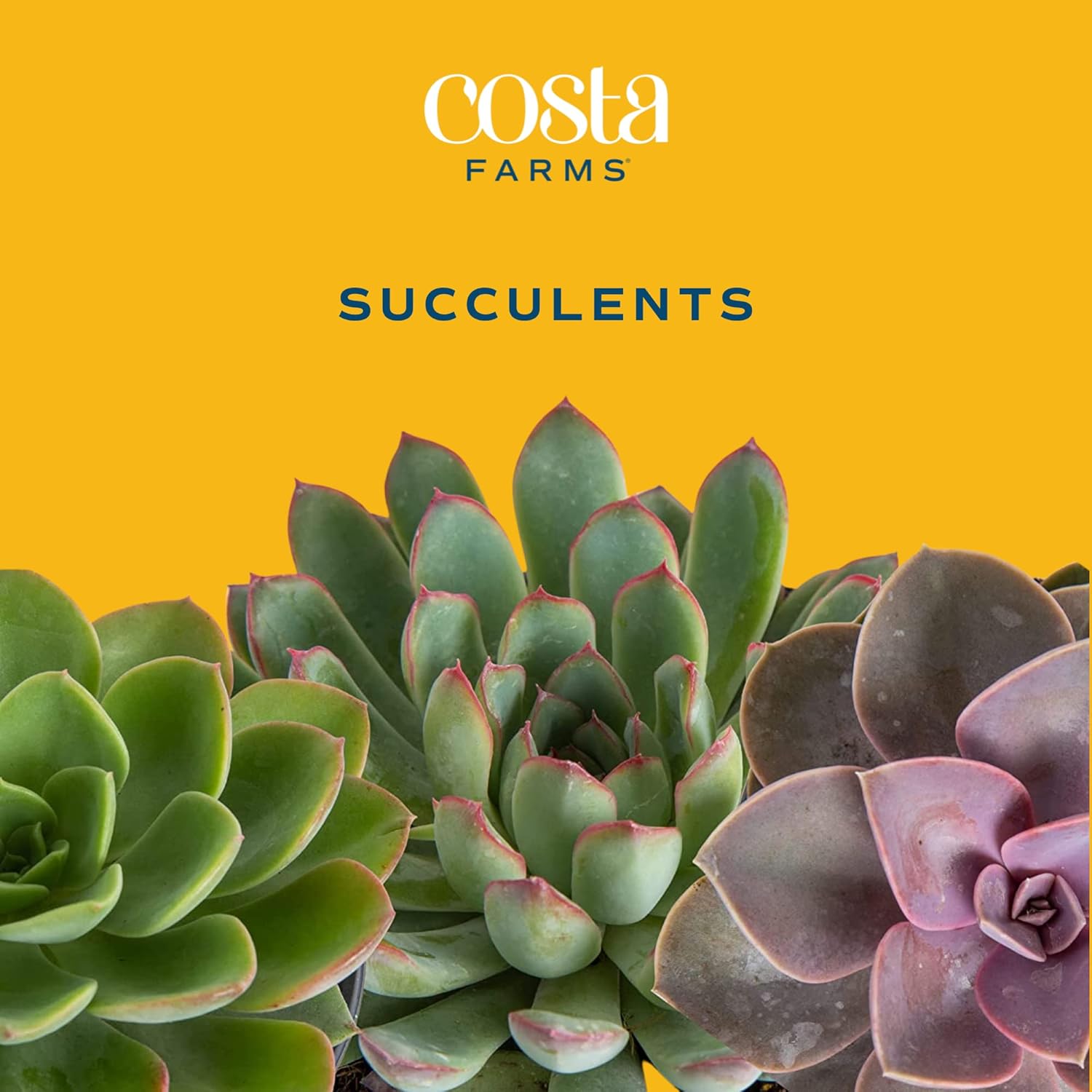 Succulent Plants (18-Pack) with Nursery Pots and Soil Mix Z4264