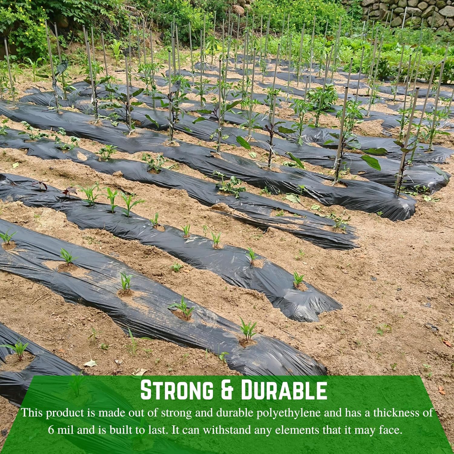 Weed Control 6 Mil Black Plastic Sheeting Heavy Duty Weed Barrier for Outdoor Gardens C402499